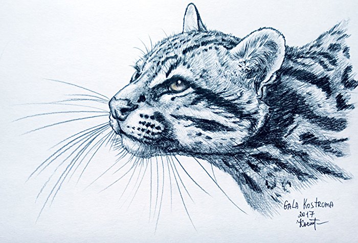 Ocelot Drawing at GetDrawings | Free download