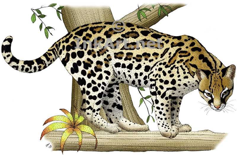 800x525 Ocelot Stock Art Illustration