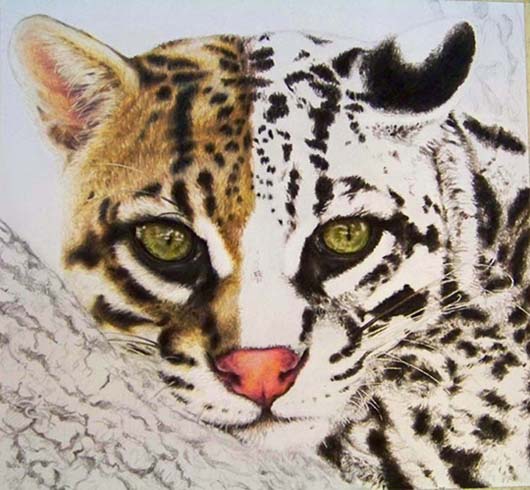 530x490 The Gunmetal Garden On The Drawing Board Ocelot