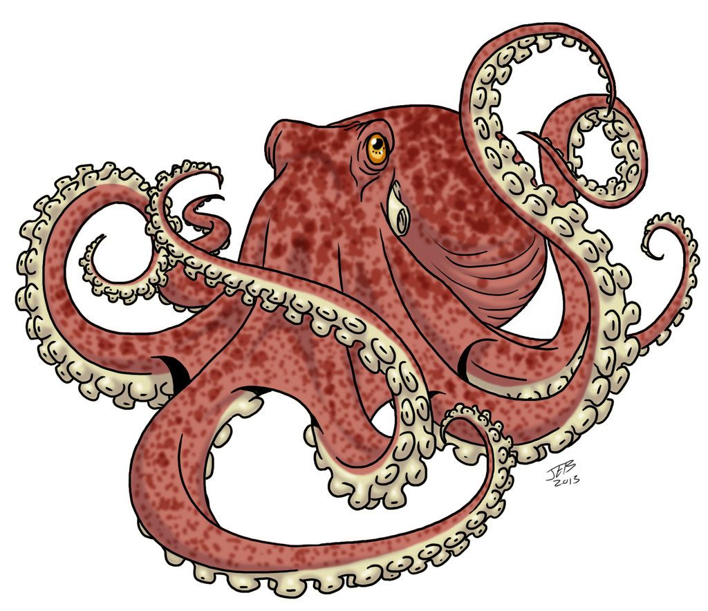 1024x884 Octopus By Prodigyduck
