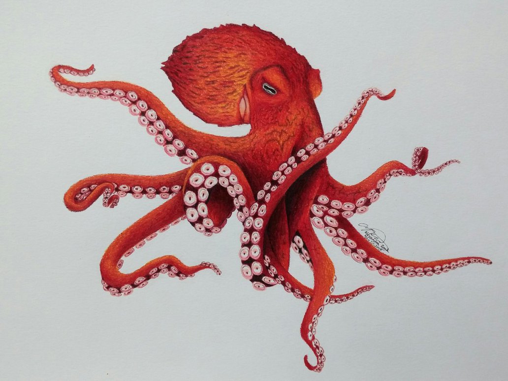 1032x774 Pacific Bay Octopus By Drawerfun