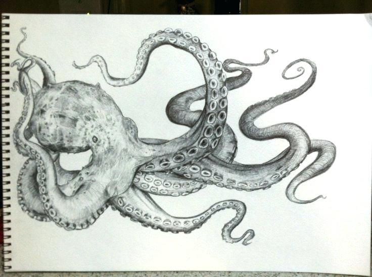 736x549 Octopus Drawings Transasia
