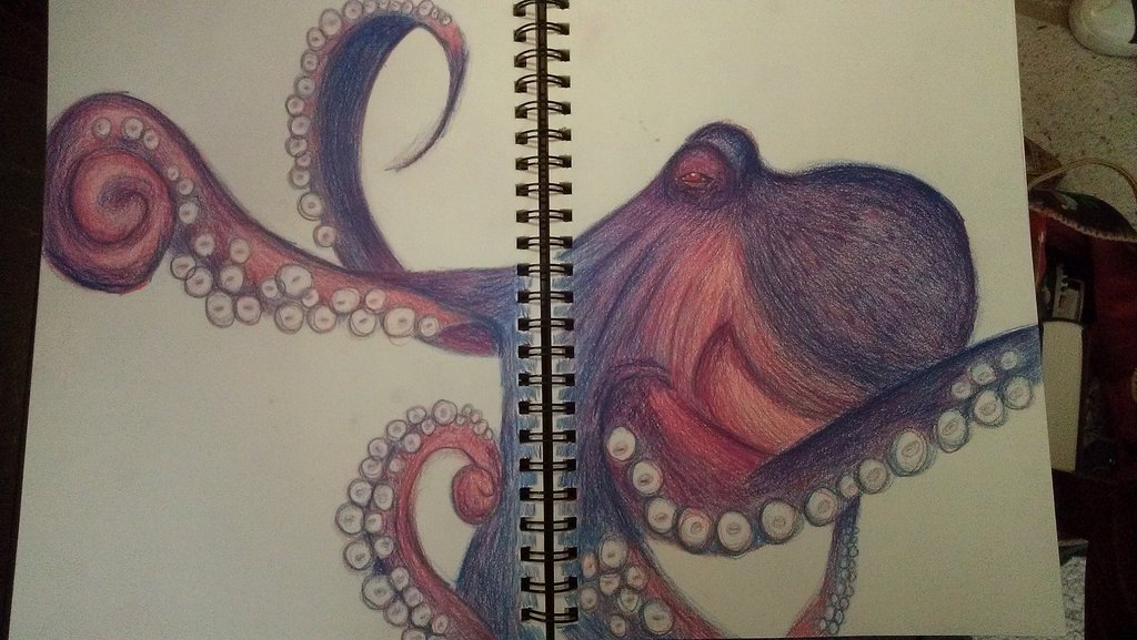 1024x577 Octopus Drawing By Kelly Of Yore