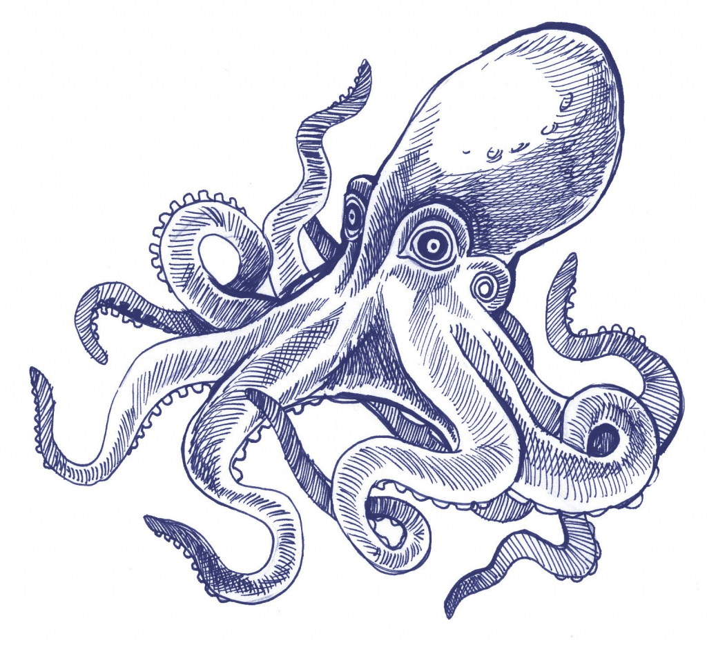 Octopus Ink Drawing at GetDrawings | Free download