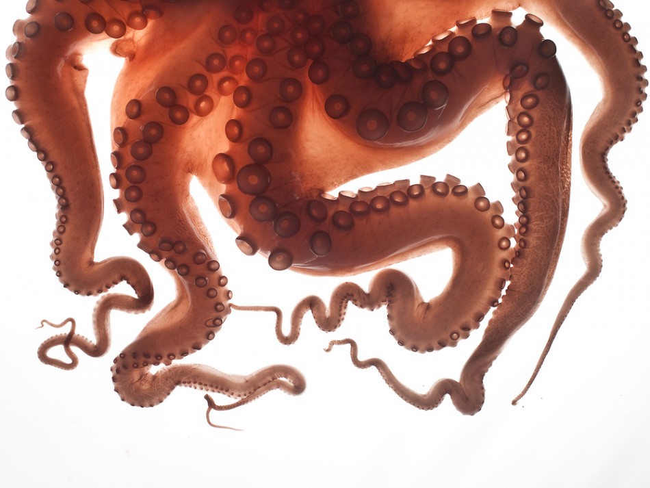 950x713 Why Don'T Octopus Tentacles Suction Their Own Bodies Scientists