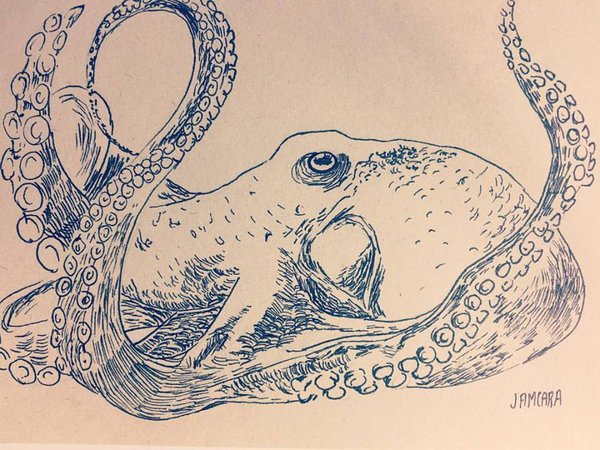 600x450 Octopus Sketch By Jamcara
