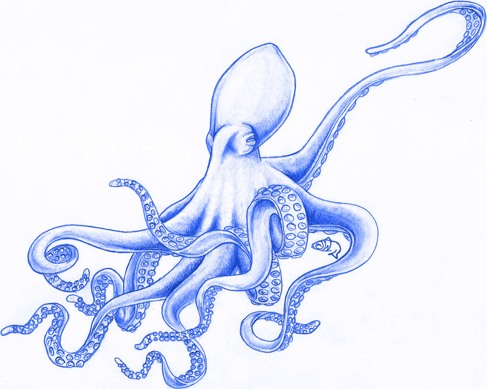 1000x798 Octopus Drawing Jessalyn Ward Designs