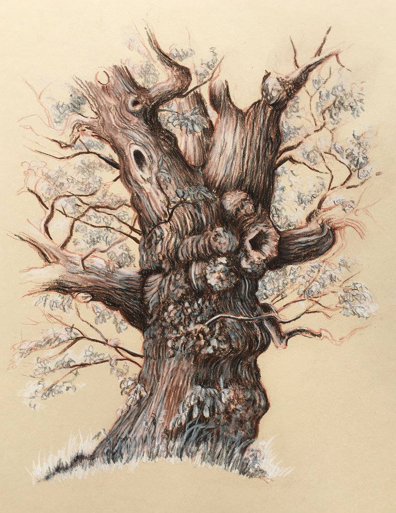800x1036 Drawing Of An Old Tree How To Draw And Drawing Ideas