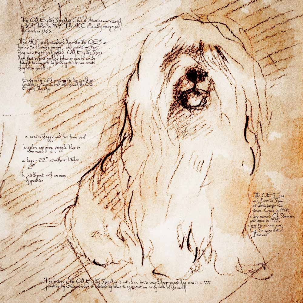 1000x1000 Old English Sheepdog Detail Of A Da Vinci Style Drawing