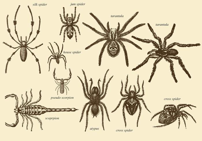 700x490 Old Style Drawing Arachnids