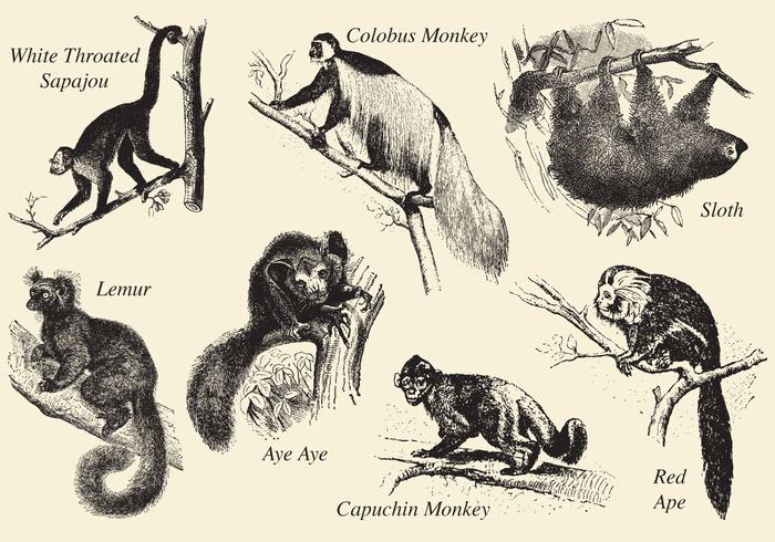 700x490 Old Style Drawing Mammals