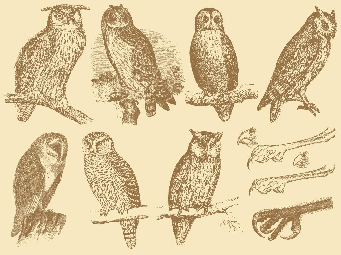 1312x980 Old Style Drawing Owls Vector Art Amp Graphics