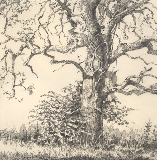 Old Oak Tree Drawing at GetDrawings | Free download