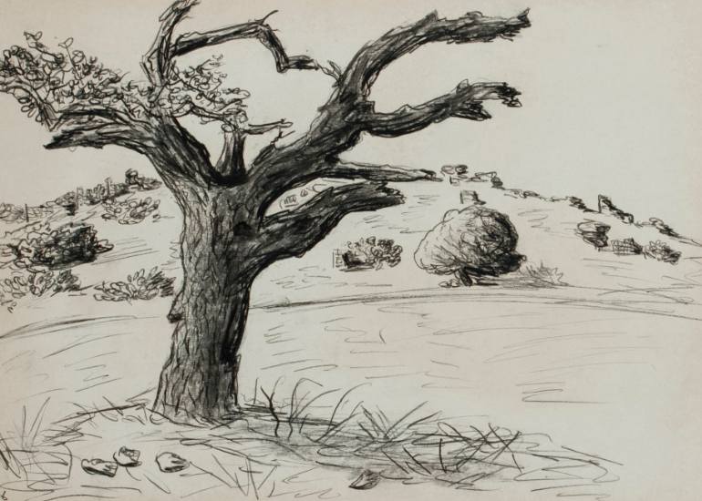 770x550 Saatchi Art Old Oak Tree Drawing By Amit Bar