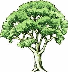 219x230 Old Oak Tree Drawing