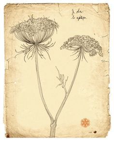 236x291 Queen Annes Lace, Line Drawing, Botanical Art, Old Paper