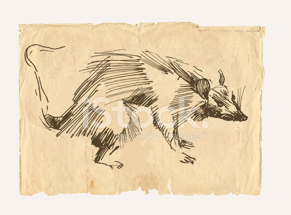 594x440 Rat Drawing On Old Paper Stock Vector