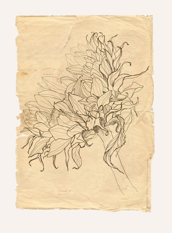 592x800 Sunflower Drawing On Old Paper Stock Photo Colourbox