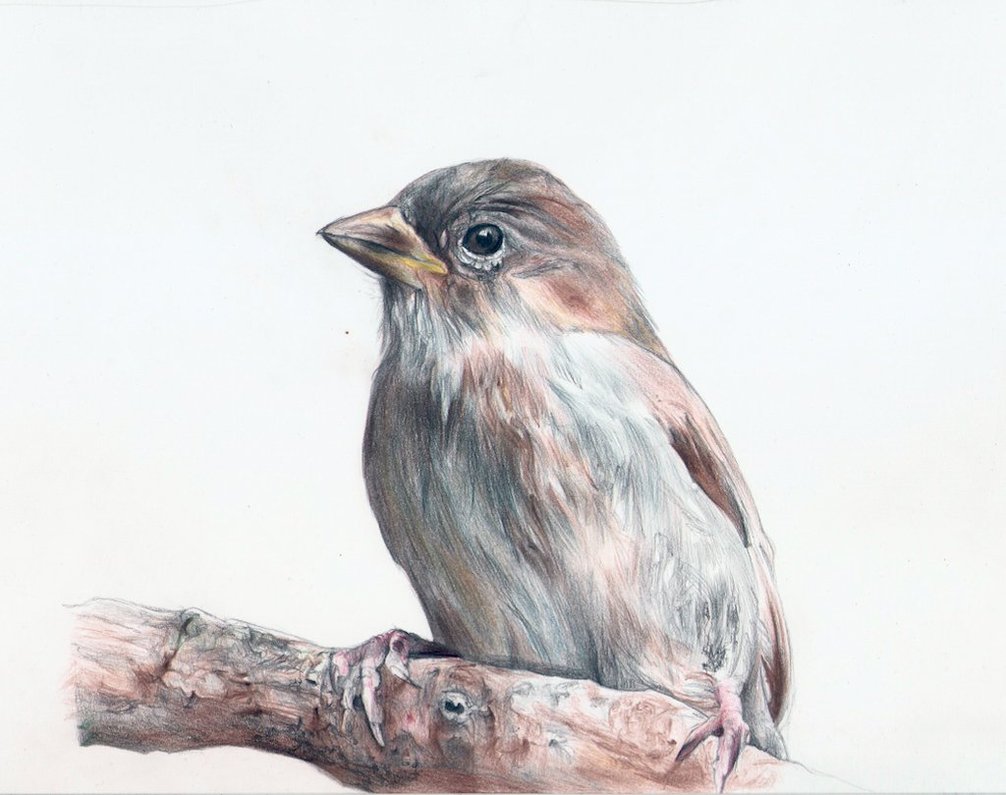 1006x795 Pencil Drawing Of A Tree Management Timeline