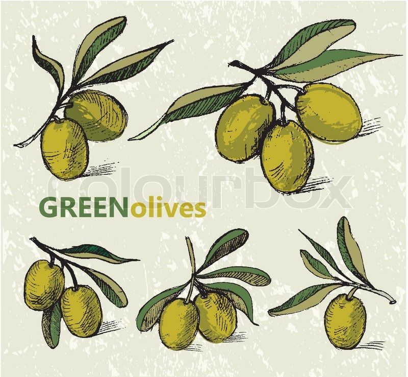 800x738 Hand Drawn Olive Branches Stock Vector Colourbox