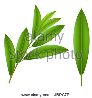 300x320 Dove With Olive Leaf Drawing Stock Photo 169672868