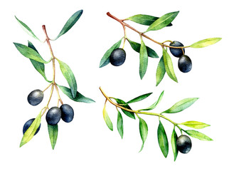 329x240 Search Photos Category Plants And Flowers Gt Trees Gt Olive Tree