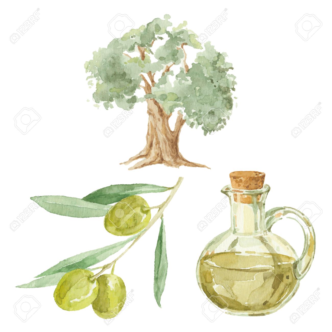1300x1300 Olive Branch, Tree And A Bottle Of Olive Oil Drawing By Watercolor