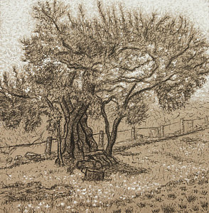 294x300 Olive Tree Drawings