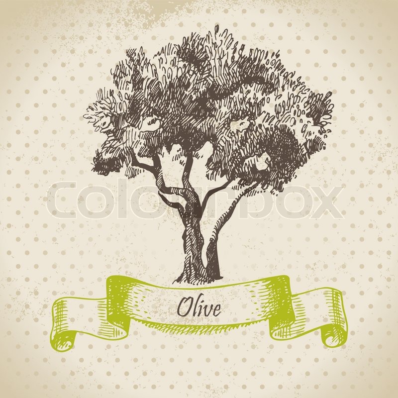 800x800 Olive Tree Hand Drawn Illustration Stock Vector Colourbox