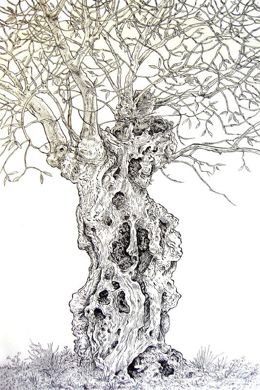 534x800 Olive Tree Drawing, Pen And Ink, Commission,37x57cm.
