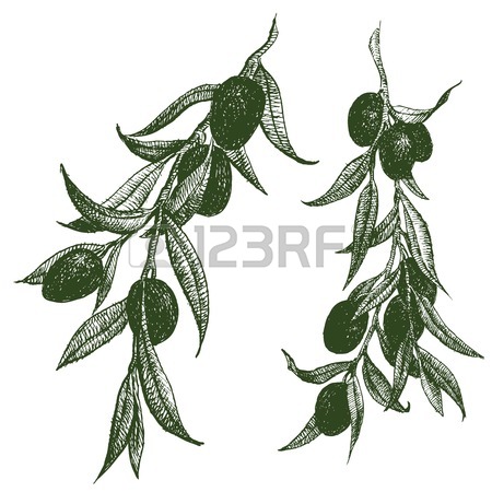 450x450 Beautiful Vector Image With Nice Hand Drawn Olive Wreath Royalty
