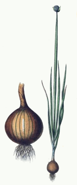 246x589 Onion Plant Drawing