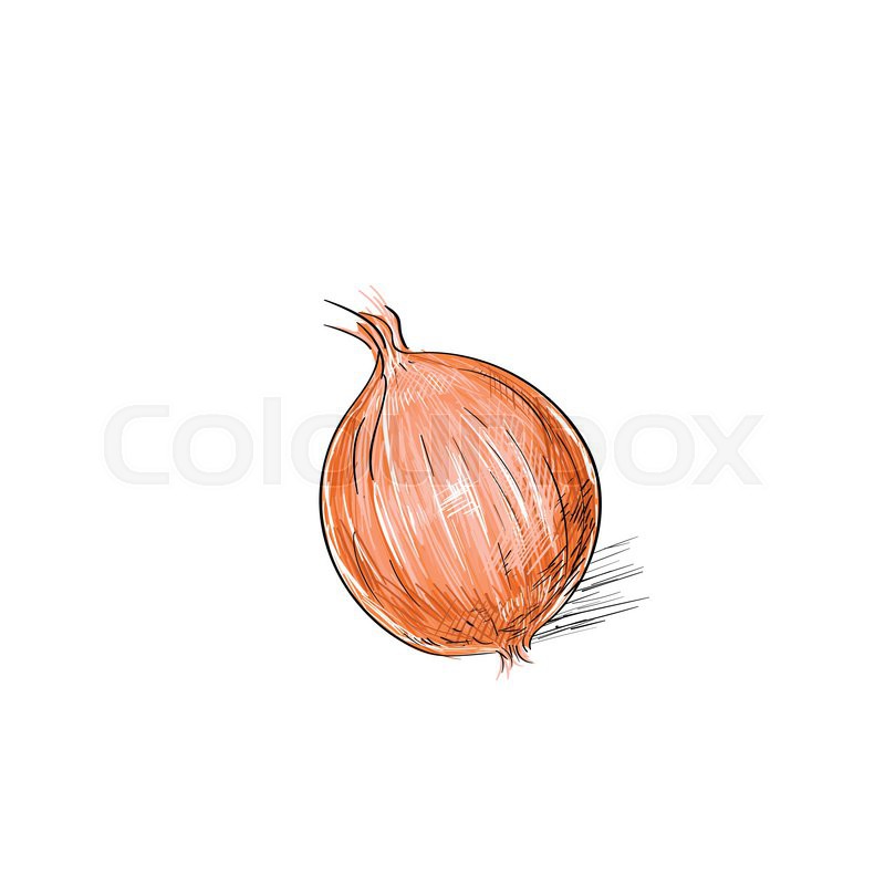 800x800 Onion Sketch Color Drawing Isolated Over White Background Vector