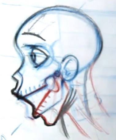 378x456 Draw Skin On Top Of A Simple Skull Drawing