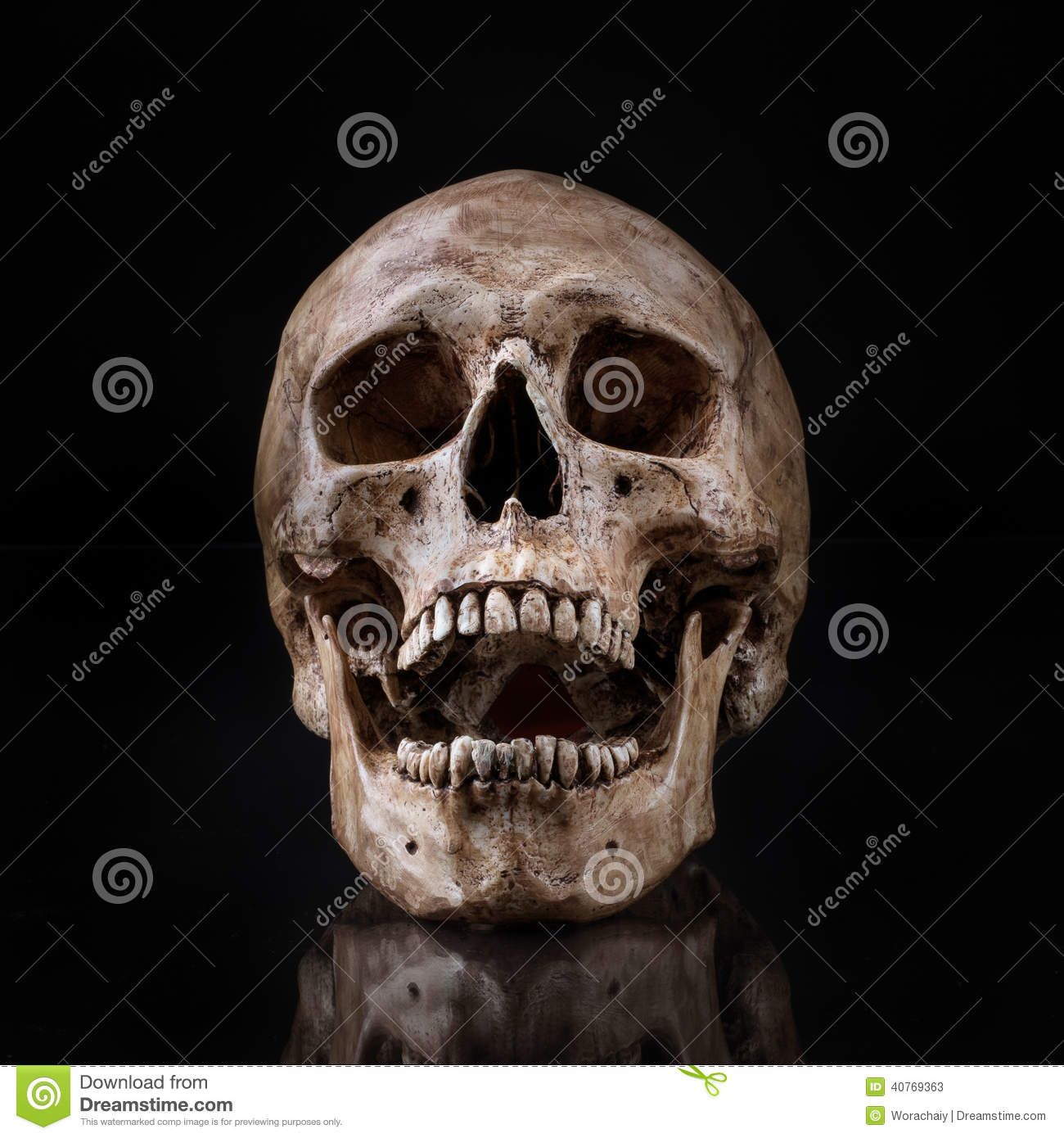 1300x1390 Human Skull Front Jaw Open