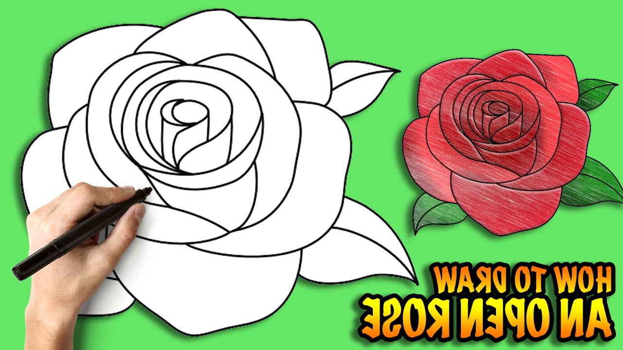 Open Rose Drawing at GetDrawings | Free download