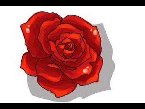 480x360 How To Draw An Open Rose