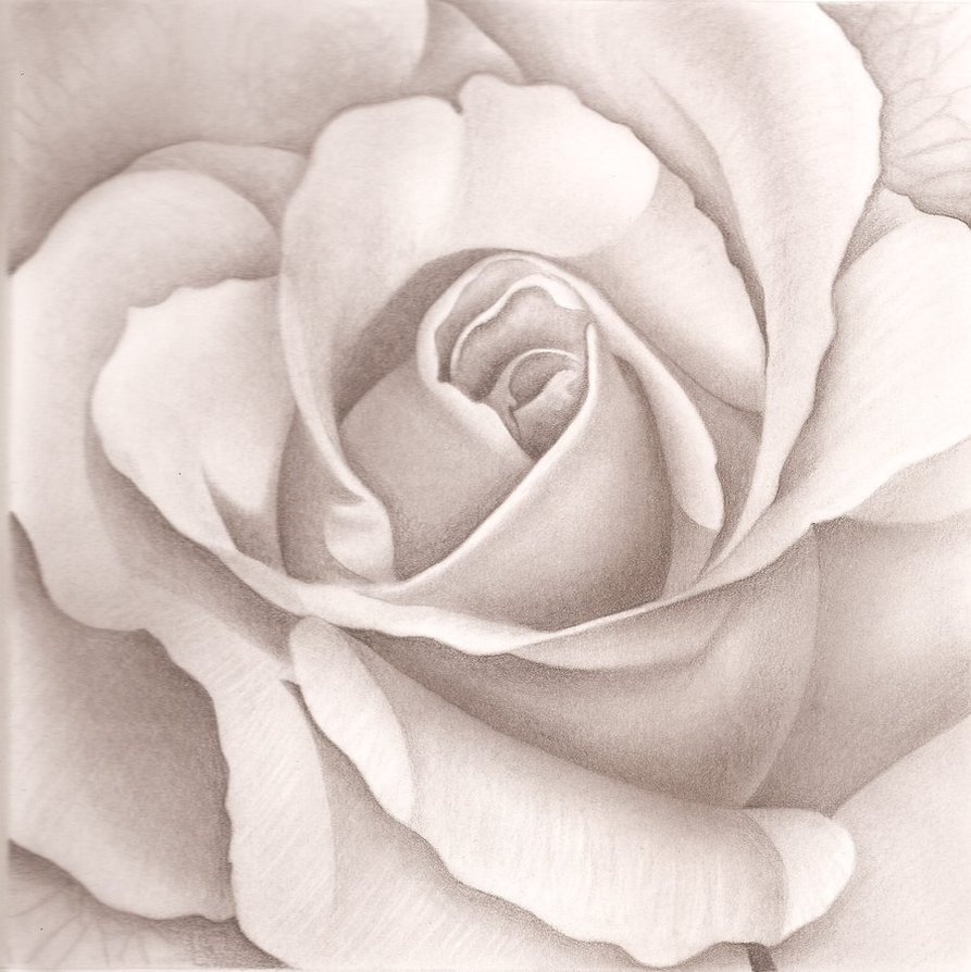 893x894 Open Rose By Rrosario