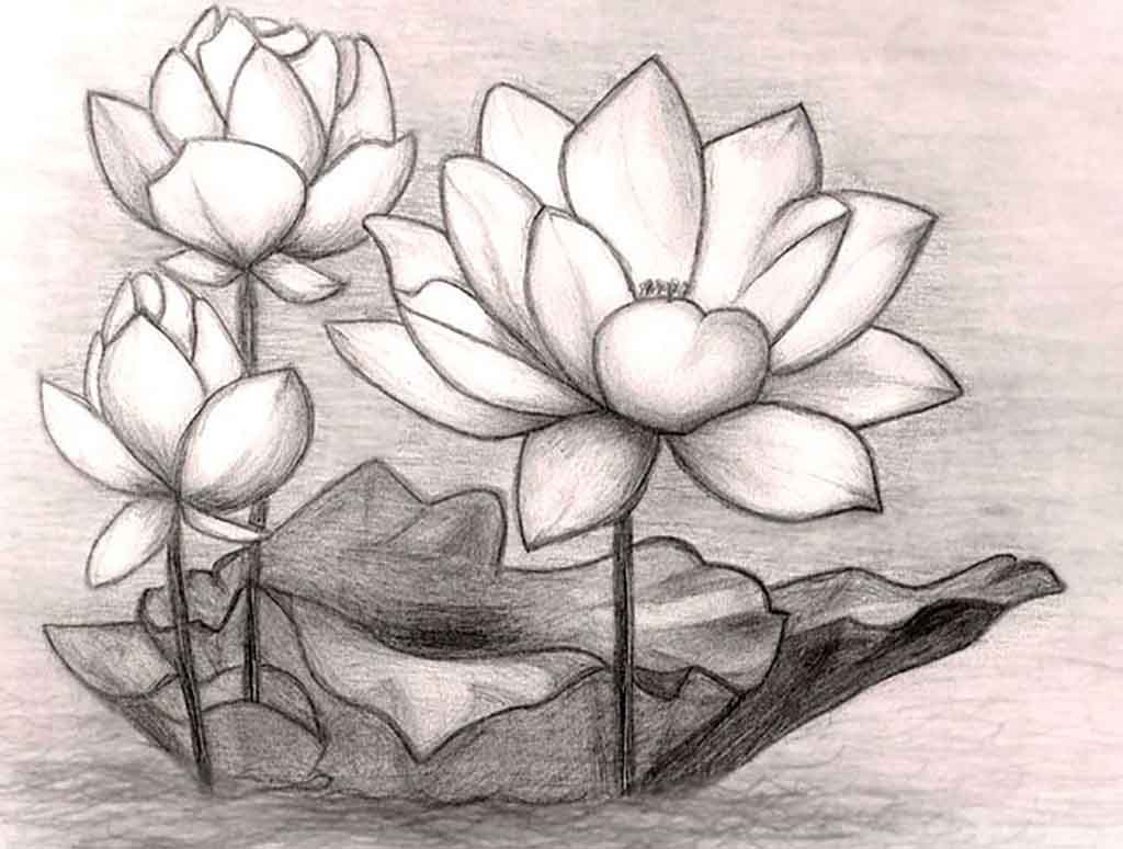1024x774 Pencil Drawing Of A Flower Realistic Drawing Of A Flower How
