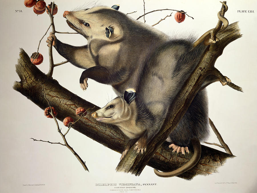 900x677 Virginian Opossum Drawing By John James Audubon