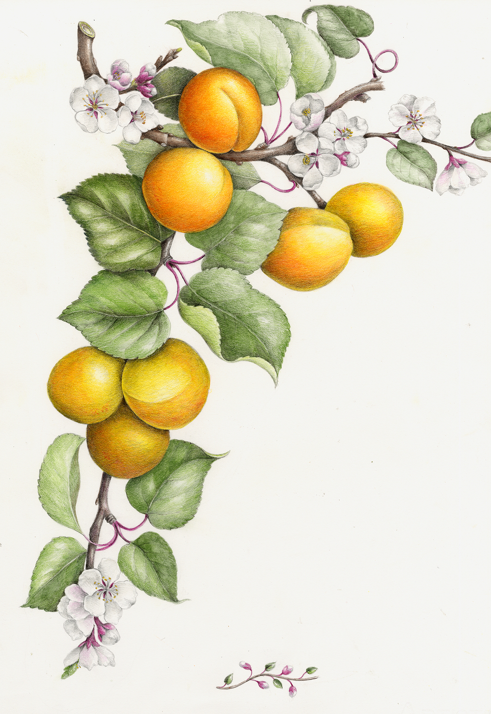 1000x1453 Fruits Amp Vegetables Botanical Artist Amp Illustrator, Learn