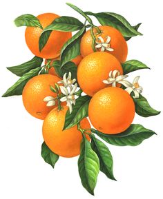 236x289 Vintage Drawing Oranges