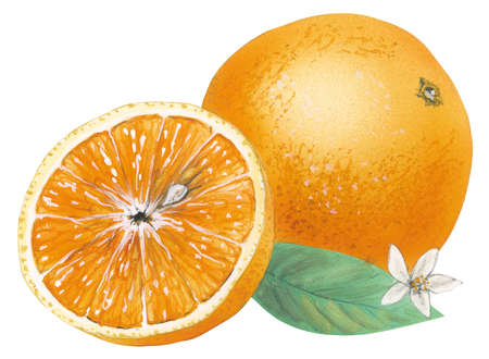 450x330 Stock Illustration