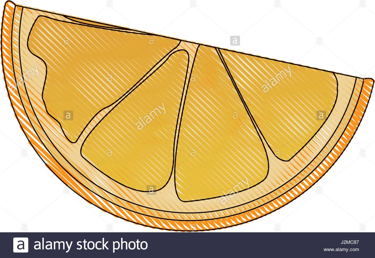 1300x894 Drawing Slice Orange Citrus Fruit Harvest Stock Vector Art