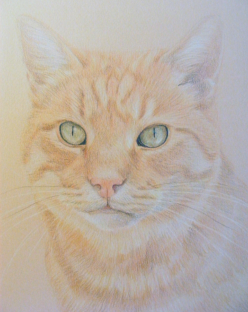 358x450 Pet Portraits Orange Tabby Cat Work In Progress
