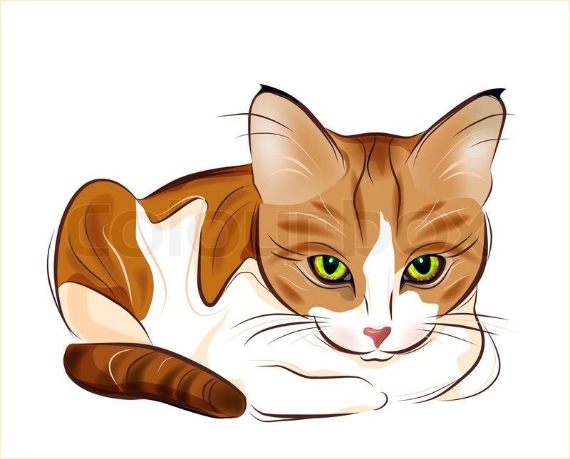 800x645 Katzenbilder Cliparts Hand Drawn Portrait Of Ginger Tabby Cat
