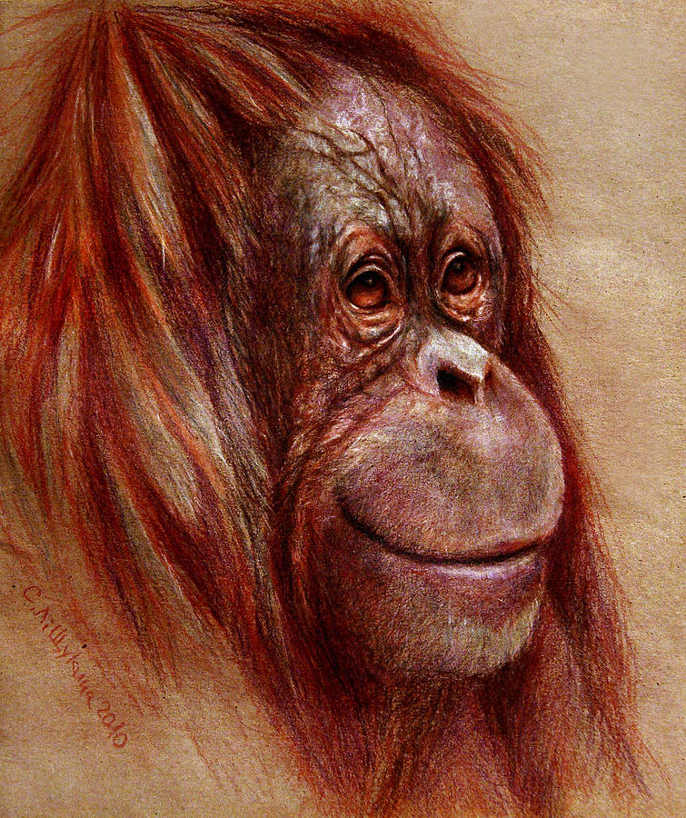 755x900 Orangutan Smiling