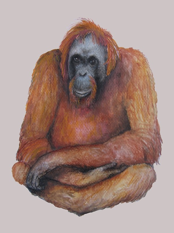 600x800 Wild Orangutan Drawing Posters By Hannahaiello Redbubble