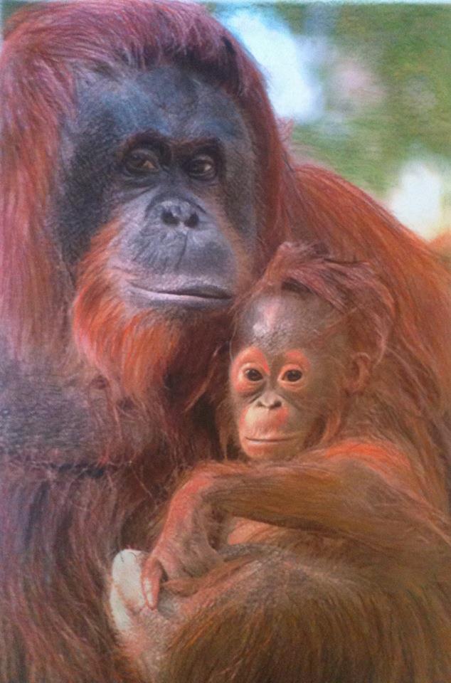 634x960 Orangutan Drawing By Jarrydd