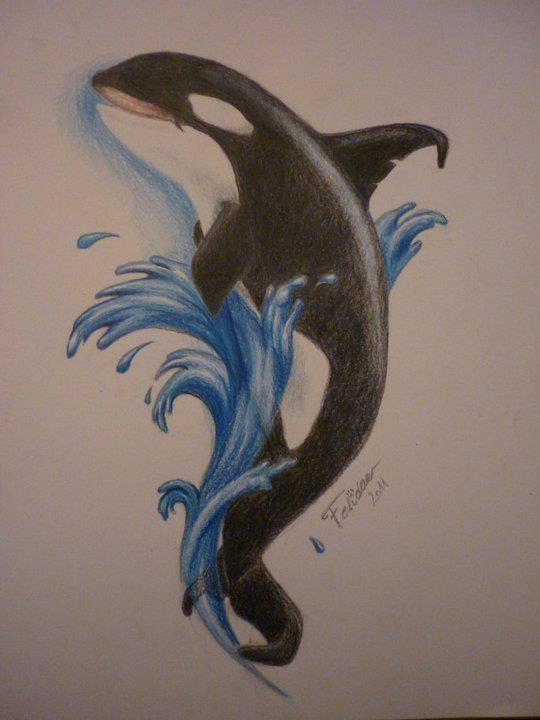540x720 Orca Drawing , Color Pencil Drawings Draw, Drawing